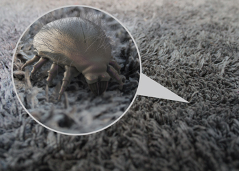 Dust Mites