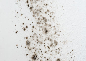 What causes Mould