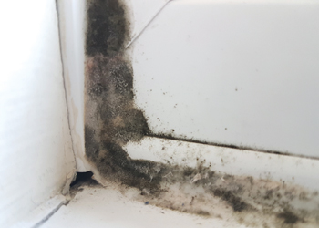 what is mould